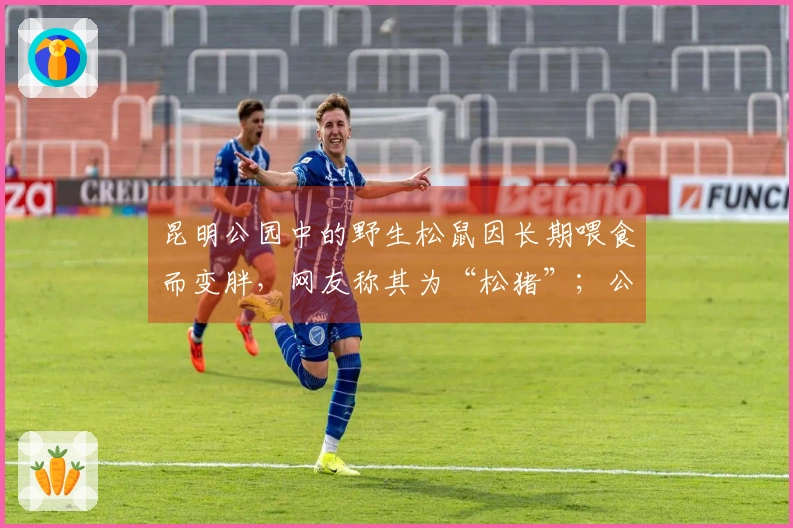 昆明公园中的野生松鼠因长期喂食而变胖，网友称其为“松猪”；公园提醒游客：勿投喂，以免被咬抓。