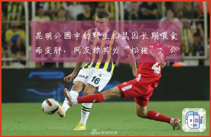 昆明公园中的野生松鼠因长期喂食而变胖，网友称其为“松猪”；公园提醒游客：勿投喂，以免被咬抓。